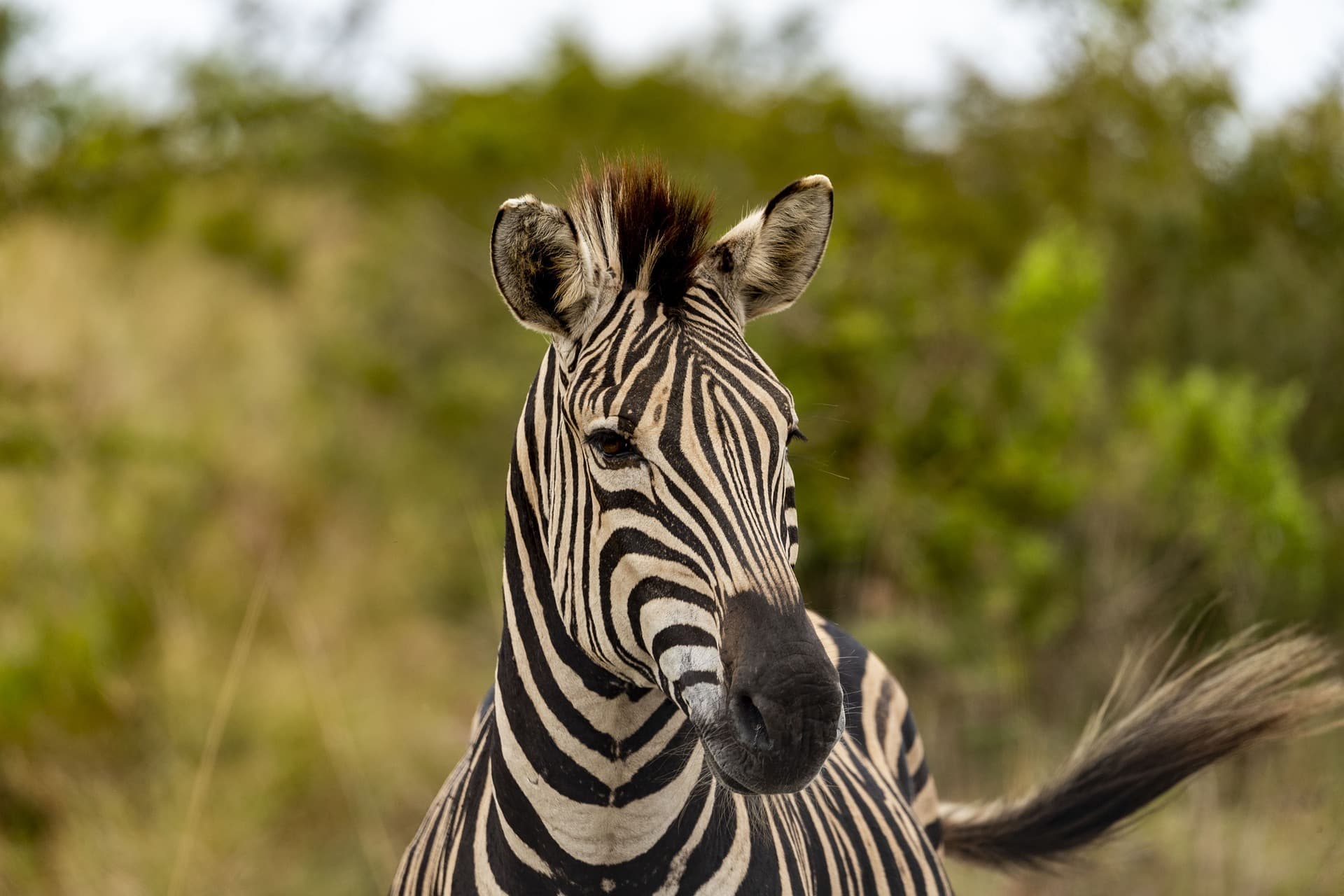 Les plus beaux safaris à faire en Namibie