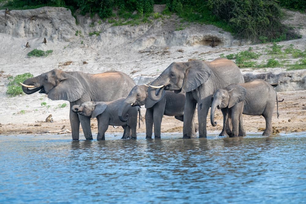 Chobe National Park (Botswana)