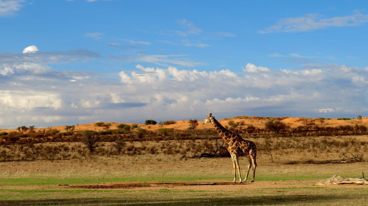Désert de Kalahari