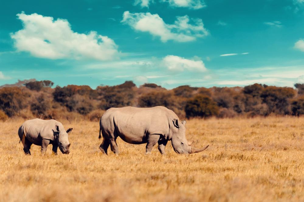 Pourquoi choisir la Namibie pour faire un safari | 4 raisons 