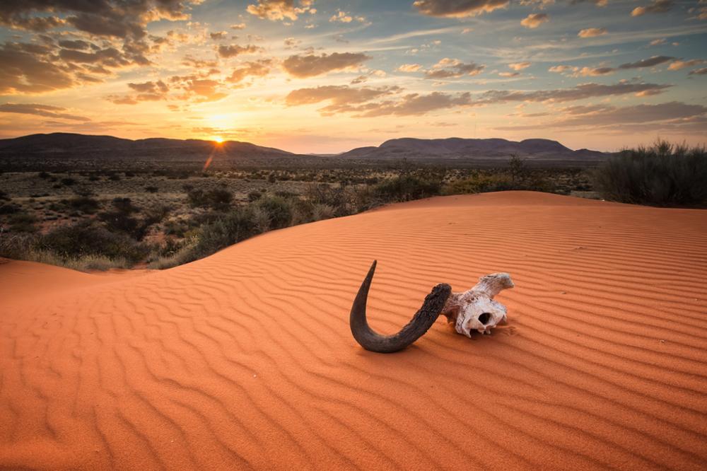 Les plus beaux safaris à faire en Namibie